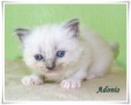 /album/adonis/adonis-4-hetes-004-jpg/